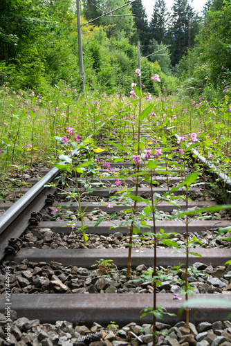 Vorübergehend stillgelegte und mit Vegetation zugewachsene Bahnstrecke photo
