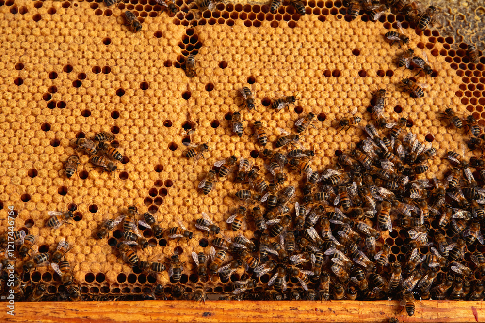 Close-up of a honeycomb with worker bees. Close-up of a honeycomb with worker bees.