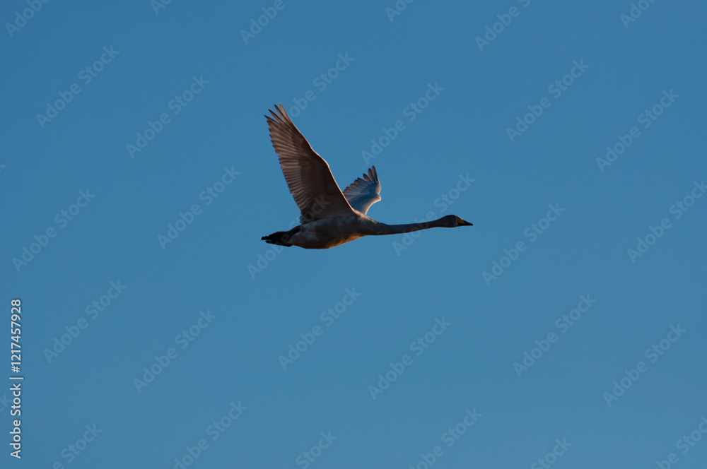 Fototapeta premium Swan flying with blue sky in spring in Finland