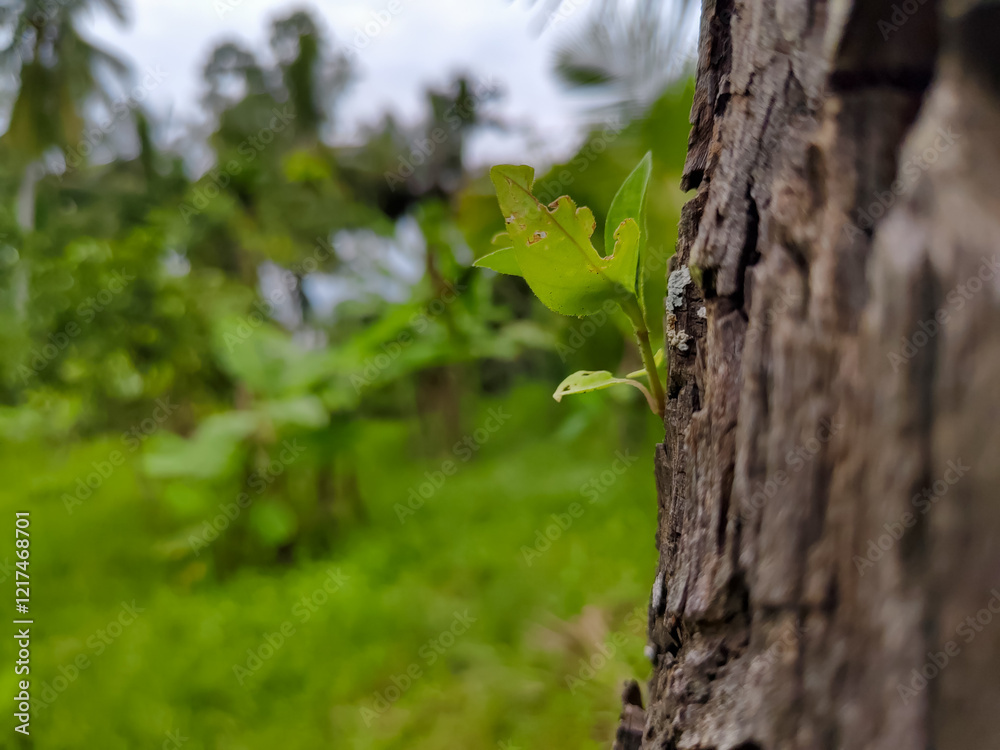 plants that grow in the gaps in the bark of coconut trees plants that grow in the gaps in the bark of coconut trees