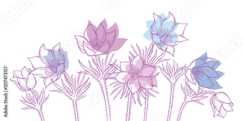 Bunch of outline American pasqueflower or prairie crocus in pastel pink isolated on white background.
