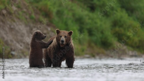 Grizzly bear in Katmai, Alaska