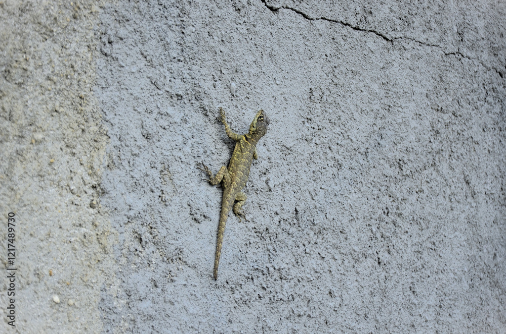 A beautiful lizard (Tropidurus) standing on the wall of the house in the countryside A beautiful lizard (Tropidurus) standing on the wall of the house in the countryside