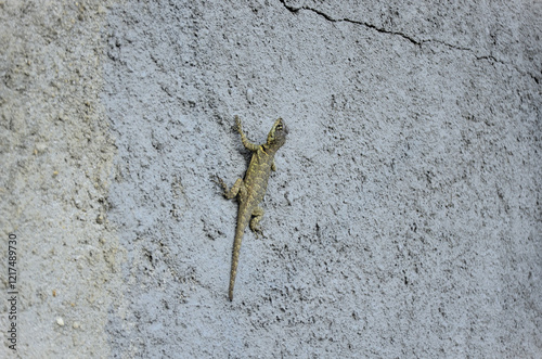 A beautiful lizard (Tropidurus) standing on the wall of the house in the countryside photo