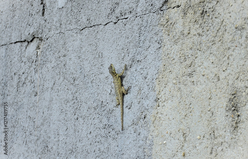 A beautiful lizard (Tropidurus) standing on the wall of the house in the countryside photo