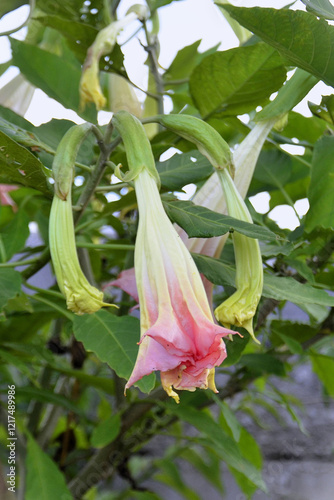 Angel's trumpet flowers (Brugmansia suaveolens) in the field in the late afternoon photo