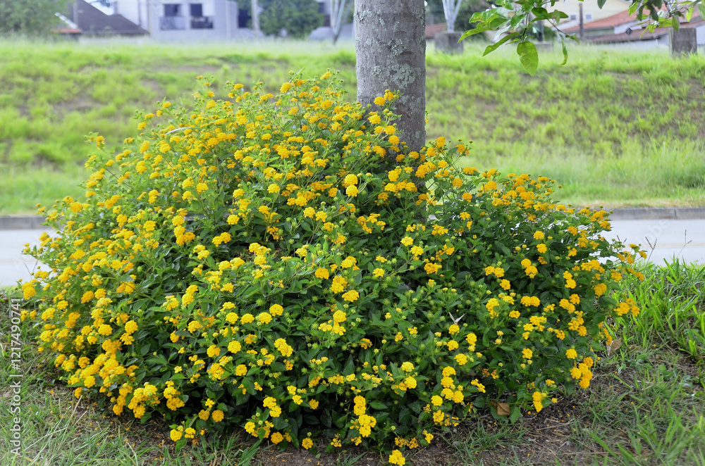 Obraz premium Small bush of yellow lantana (Lantana Camara) full of flowers in the garden