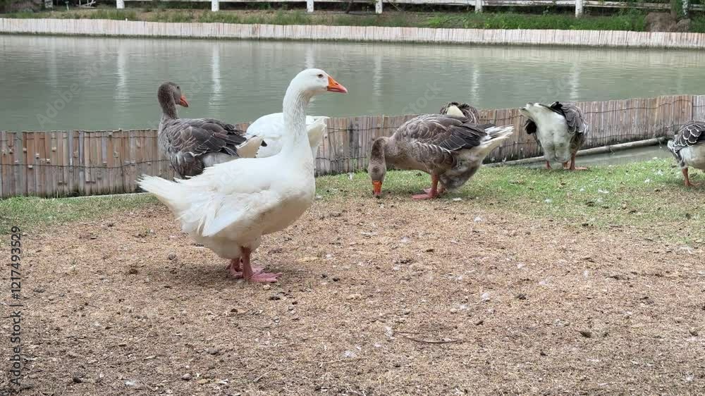 A group of geese is walking and relaxing beside the pond on the farm. A group of geese is walking and relaxing beside the pond on the farm.