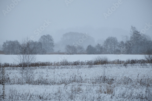 Wallpaper Mural landscape with snow covered field, misty forest in distance. Latvia in wintertime Torontodigital.ca