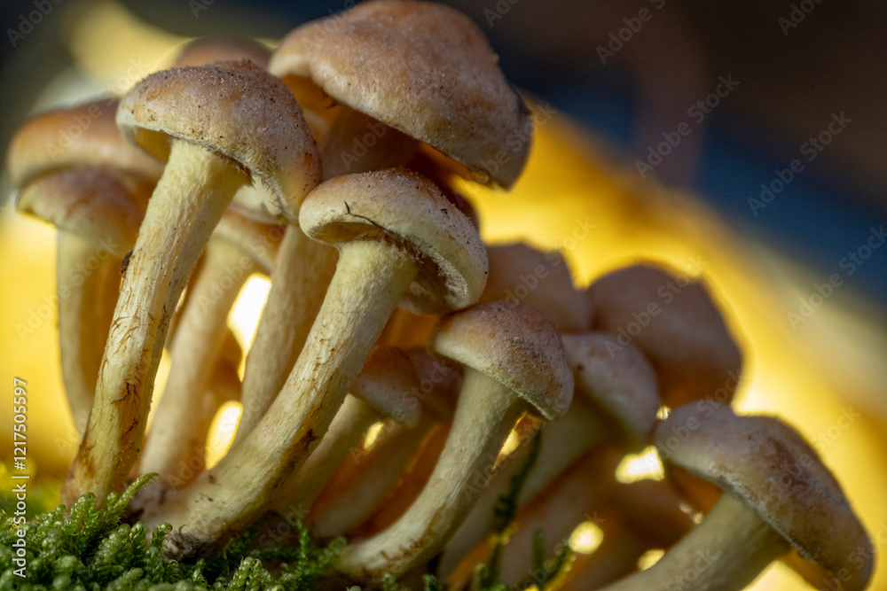 Fungi Hypholoma fasciculare. Detail of a poisonous fungus Hypholoma fasciculare in its natural habitat Fungi Hypholoma fasciculare. Detail of a poisonous fungus Hypholoma fasciculare in its natural habitat
