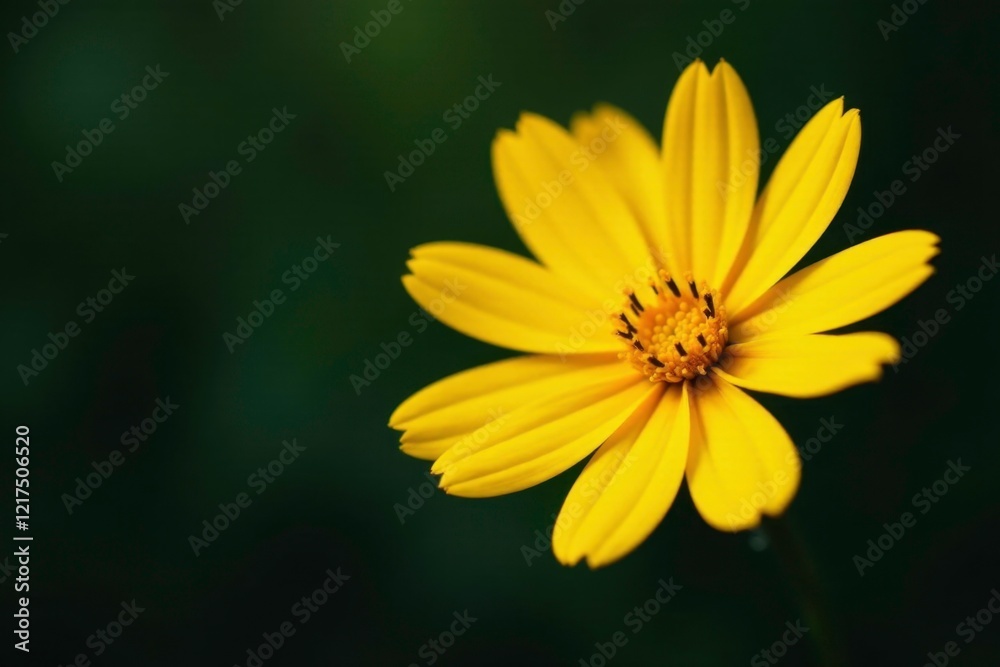 Flor amarilla con p?talos oscuras y centro oscuro, flor de campo, flor amarilla, amarillo Flor amarilla con p?talos oscuras y centro oscuro, flor de campo, flor amarilla, amarillo