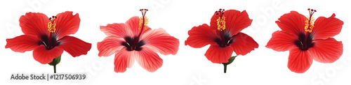 Set of red hibiscus flowers isolated on white background PNG.AI GENERATED