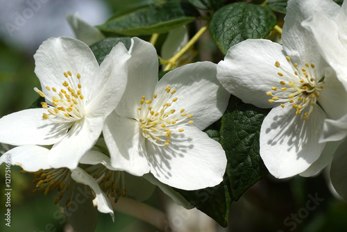 Close up white flowers and buds of the shrub Philadelphus coronarius (sweet mock orange, English dogwood. Family Hydrangeaceae. June, Dutch garden photo