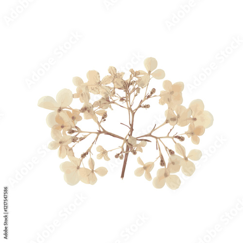 Pressed dried flower realistic illustration isolated on transparent background