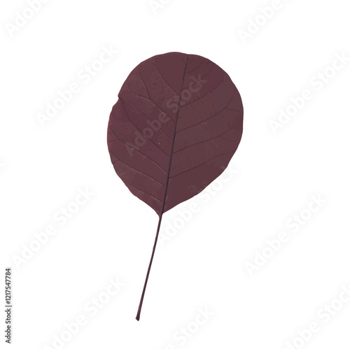 Pressed dried flower realistic illustration isolated on transparent background