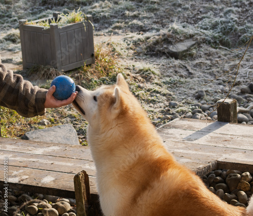 chien akita assis, chien de race japonais, attendant le jeté de balle, un jour d'hier sous une journée lumineuse photo