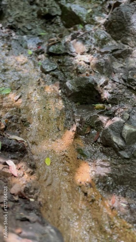 Small trickle of water flowing down a rocky mountainside with large leaves, creating a serene scene