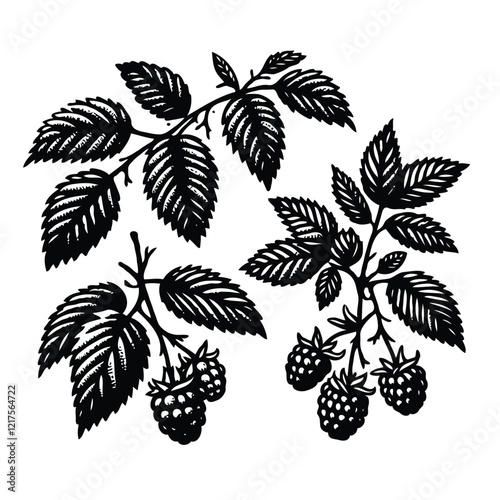 Illustrator Artwork, Set of Hand drawn Raspberry branch with berries, leaves, black and white Plant illustration in sketch style berry art. Botanical illustrations Floral Branches blackberry drawing