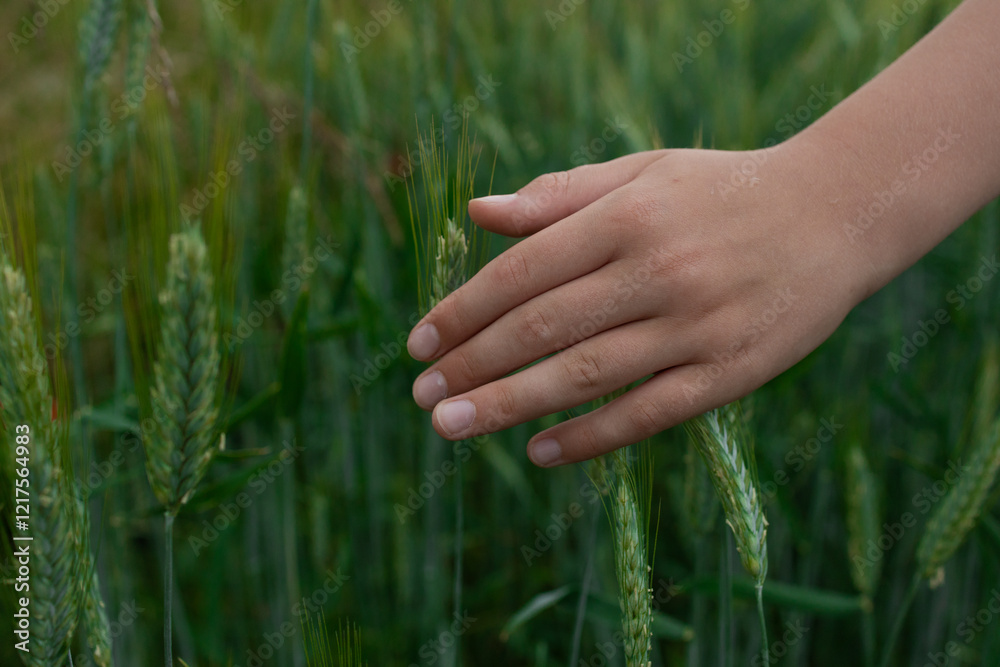Female hand green grass nature relaxation relax palm. High quality photo Female hand green grass nature relaxation relax palm. High quality photo