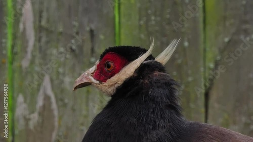 blinking blue eared pheasant (Crossoptilon auritum) on a blurred background slow motion photo