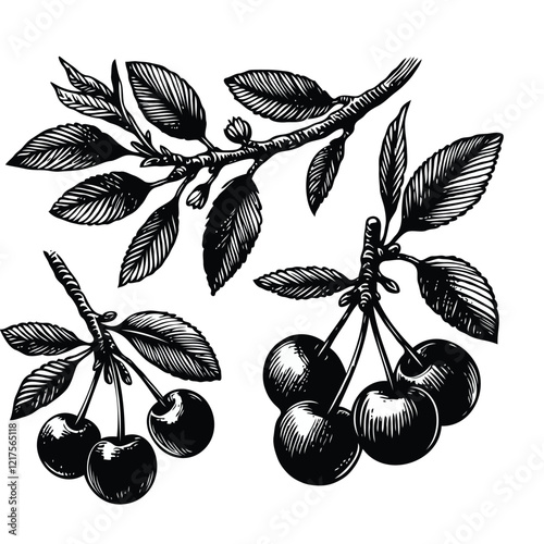 Adobe Illustrator Artwork, Set of Hand drawn cherry branch with berries, leaves, black and white Plant illustration in sketch style berry art. Botanical illustrations Floral Branches Rowan drawing