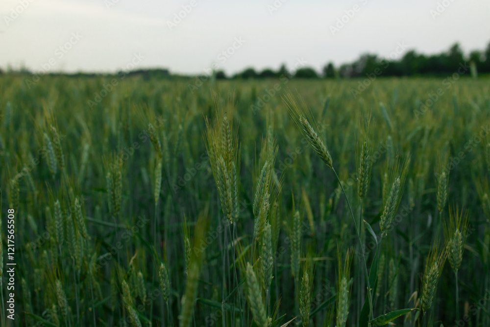 Ripe ears of meadow wheat field. Ears of green wheat close up. High quality photo Ripe ears of meadow wheat field. Ears of green wheat close up. High quality photo