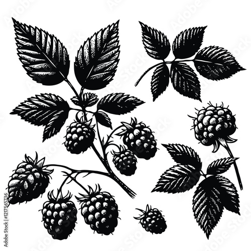 Illustrator Artwork, Set of Hand drawn Raspberry branch with berries, leaves, black and white Plant illustration in sketch style berry art. Botanical illustrations Floral Branches blackberry drawing