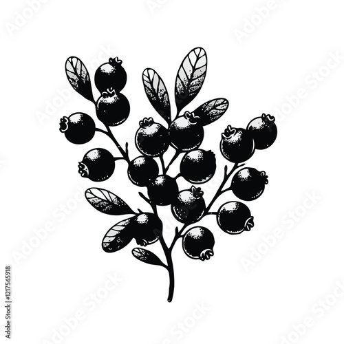 Illustrator Artwork Set of Hand drawn currant branch with berries leaves, black and white Plant illustration in sketch style Blueberry berry art. Botanical illustrations Floral Branches Rowan drawing