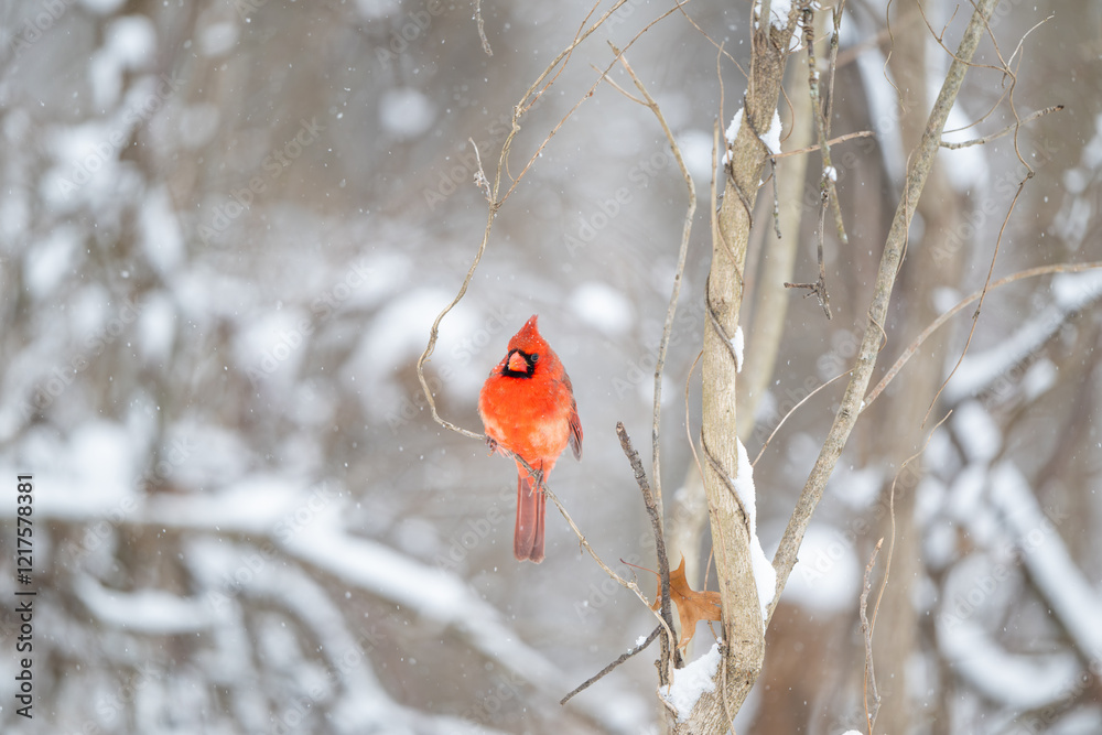 Northern cardinal in a snowstorm Northern cardinal in a snowstorm