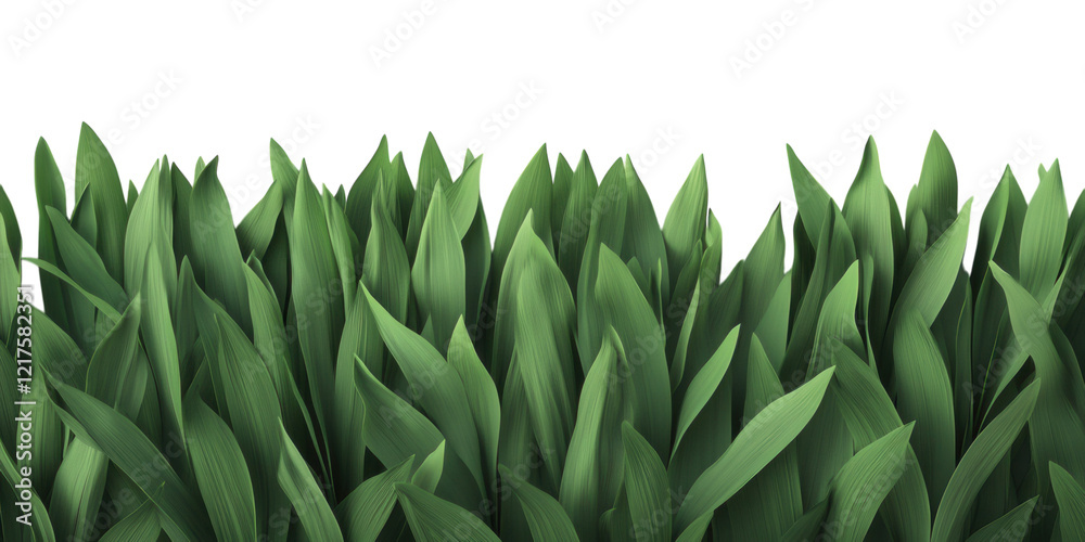 Obraz premium A patch of dry, yellowish grass with broken blades PNG transparent.