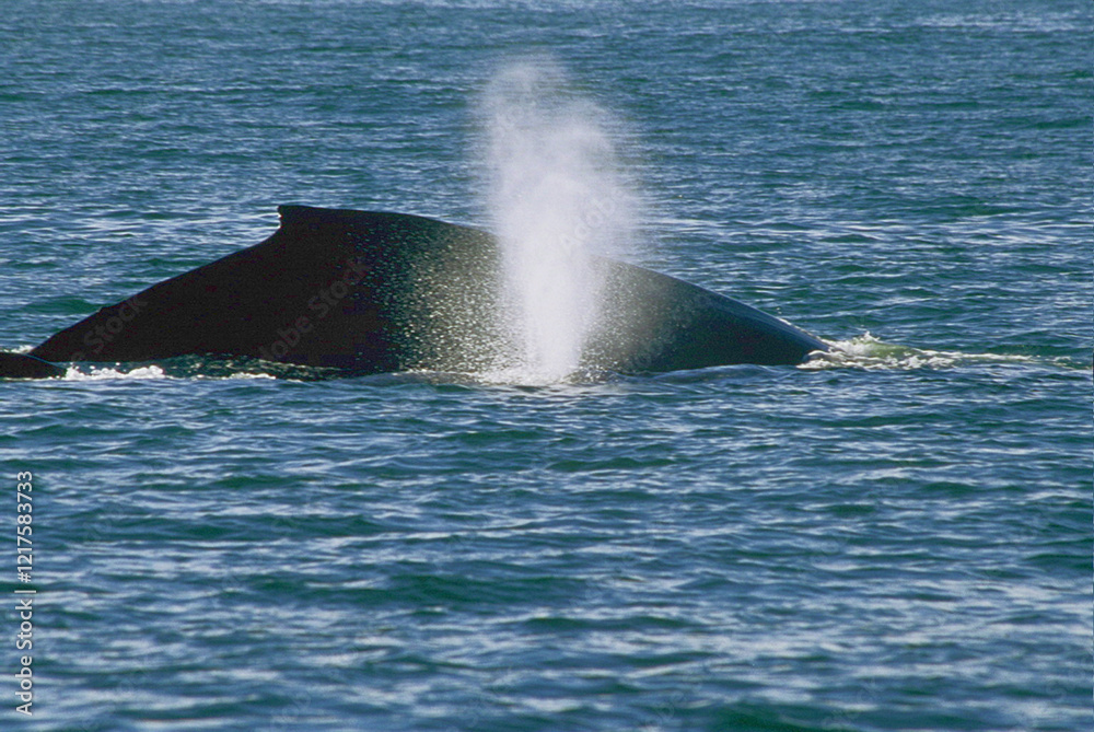 Fototapeta premium Spouting Humpback Whale Swimming In Monterey Bay California