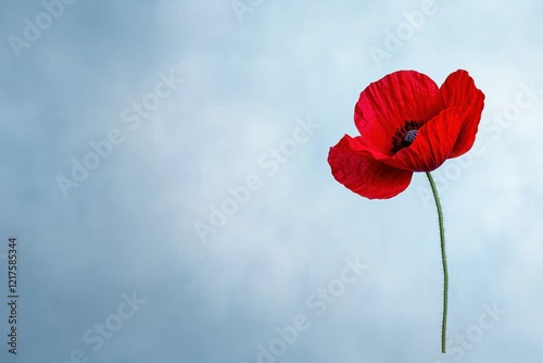 Remembering with Red: Poppy Flowers for Remembrance Sunday and Memorial Day Poster/Post photo