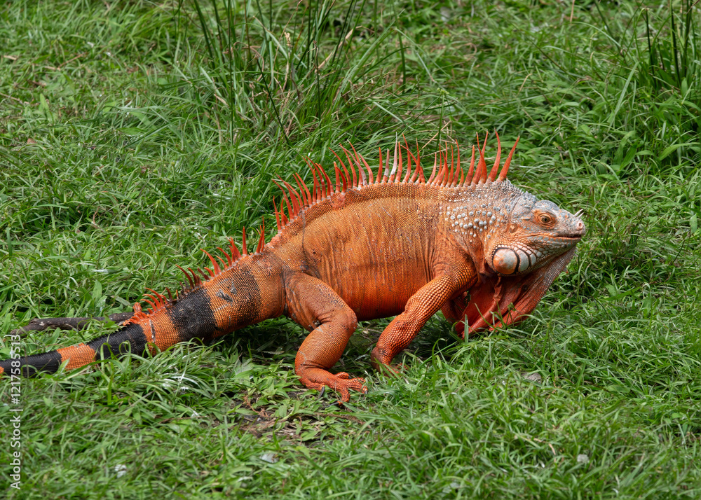 Iguana from side view on green grass has deep orange skin, scales, and dewlap, and a black and orange striped tail. The orange coloring is due to male breeding mode. Iguana from side view on green grass has deep orange skin, scales, and dewlap, and a black and orange striped tail. The orange coloring is due to male breeding mode.