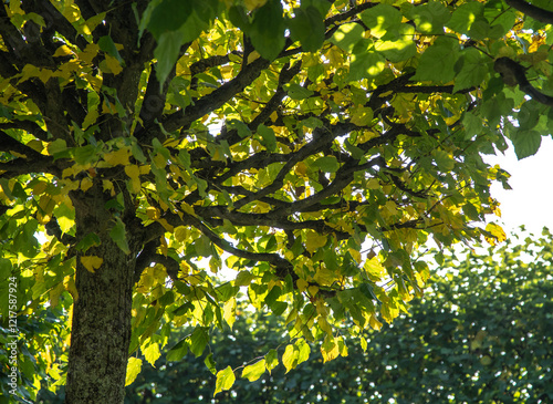 The crown of a tree with an interesting interweaving of branches.