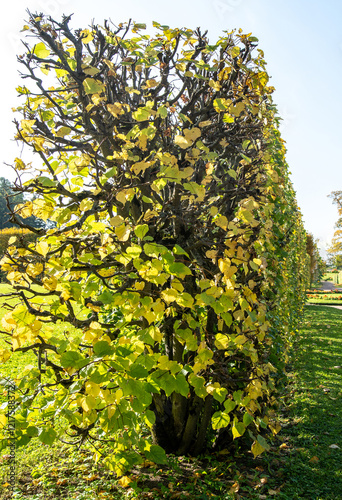 Fence made of trimmed bushes. Interesting interweaving of branches.