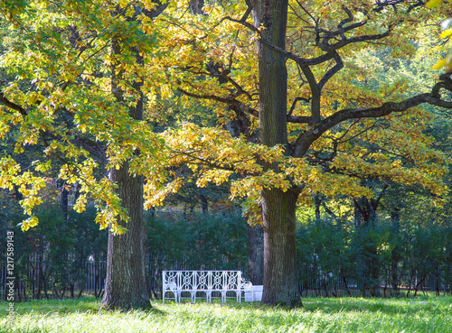 A park with large trees with a powerful crown. There is a white bench under the trees.