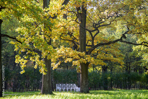 A park with large trees with a powerful crown. There is a white bench under the trees.