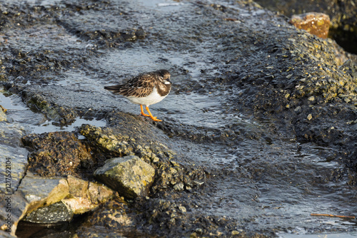 Turnstone (Arenaria interpres) with Grey Mottled Back and White Belly, Black Bill and Orange Legs Foraging on Rocky Coast in Winter photo