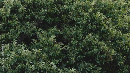 Chestnut tree with foliage and fruits dancing in the breeze