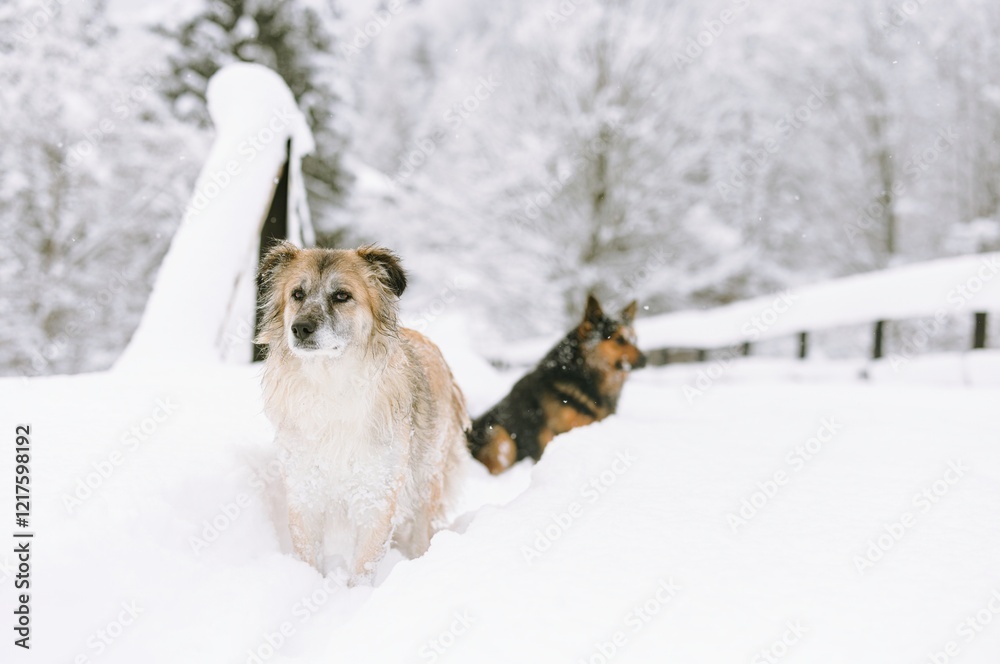 Bounding through deep snow, two playful dogs embrace the chill of Plaiul Foii. Their joyful spirits shine against a backdrop of frosted trees, capturing the essence of winter fun Bounding through deep snow, two playful dogs embrace the chill of Plaiul Foii. Their joyful spirits shine against a backdrop of frosted trees, capturing the essence of winter fun