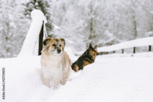 Two dogs frolic in the deep snow at Plaiul Foii, enjoying the crisp winter air. The landscape is blanketed in white, creating a tranquil backdrop for their playful antics photo