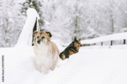 Bounding through deep snow, two playful dogs embrace the chill of Plaiul Foii. Their joyful spirits shine against a backdrop of frosted trees, capturing the essence of winter fun photo