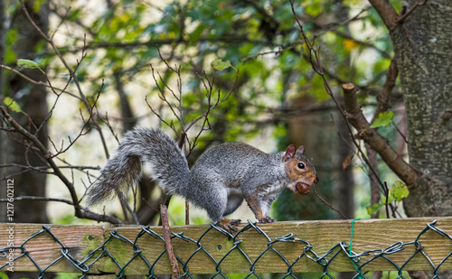 Gray squirrel, Sciurus carolinensis, with nut in mouth on a fence, UK