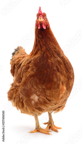 Obraz na płótnie Brown hen isolated. w salonie