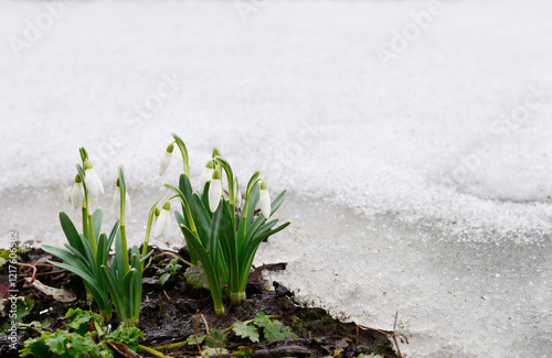 Obraz na płótnie Snowdrops and snow. w salonie