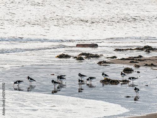 Oystercatchers, Haematopus ostralegus, feed on a Northumberland beach, UK