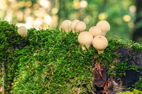 Clear photo of small beige mushrooms among green moss. Pear-shaped Apioperdon pyriforme , saprobic mushroom. Blurred background. photo