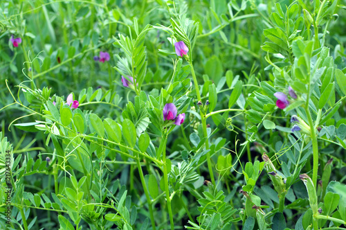 Vetch sowing (Vicia sativa) grows in the field photo
