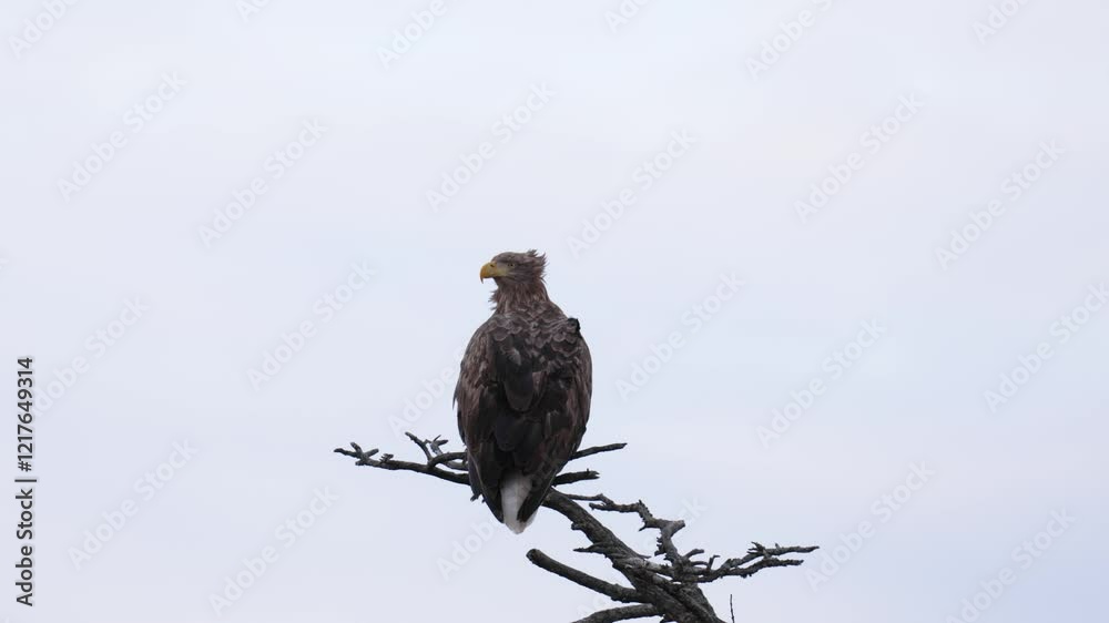 White-tailed eagle sitting on a tree branch. Close-up White-tailed eagle sitting on a tree branch. Close-up