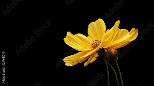 Yellow flower on black background with copy space for text placement. Elegant floral design element with vibrant petals.